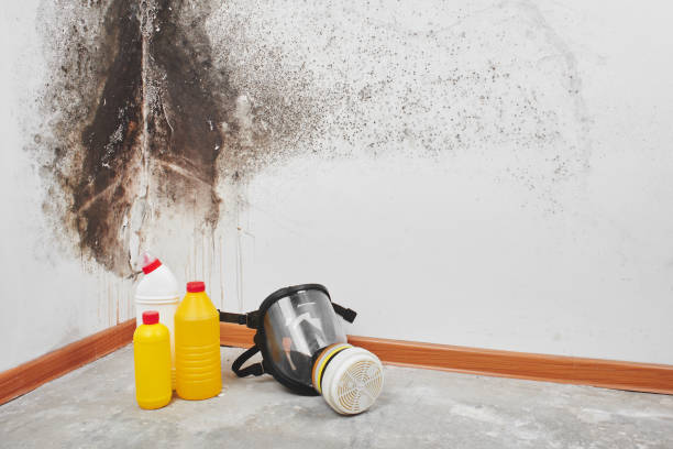Best Same-Day Mold Removal  in Walcott, IA