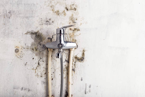 Best Certified Mold Removal  in Walcott, IA