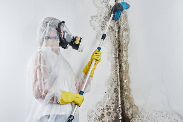 Best Local Mold Removal Service  in Walcott, IA