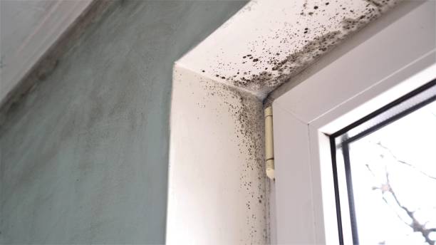 Walcott, IA Mold Removal Company
