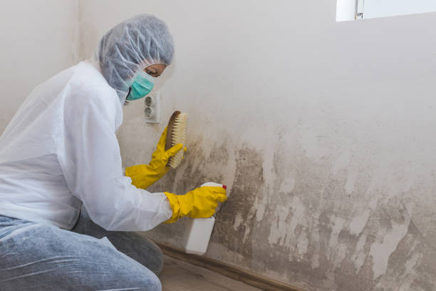 Best Mold Damage Repair  in Walcott, IA