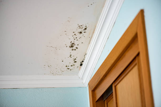 Best Commercial Mold Removal  in Walcott, IA