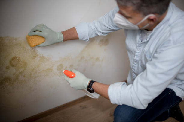 Best Crawl Space Mold Removal  in Walcott, IA