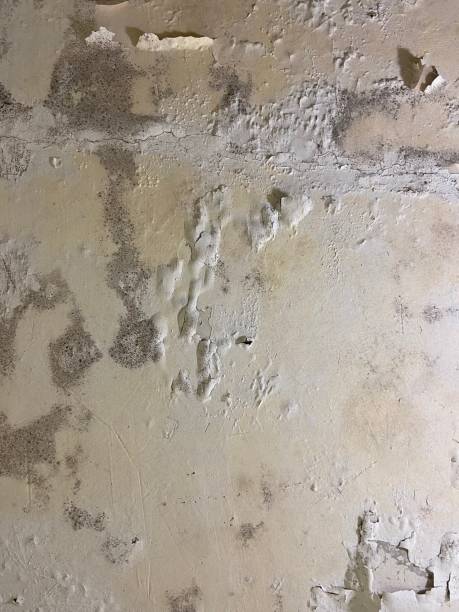 Best Mold Remediation  in Walcott, IA