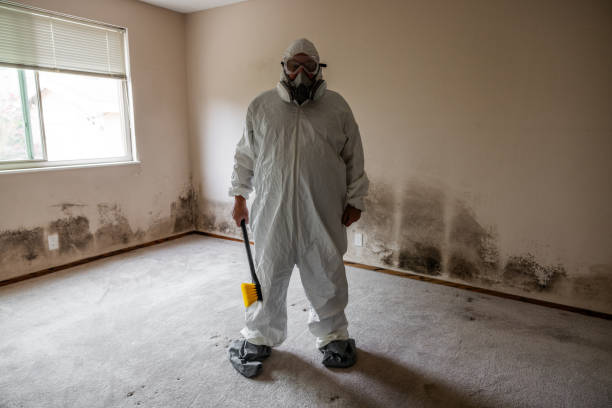 Best Mold Damage Repair  in Walcott, IA
