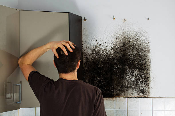 Best Local Mold Removal Service  in Walcott, IA
