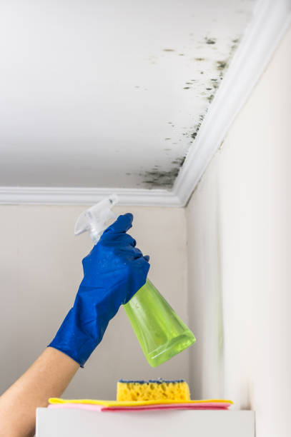 Best Mold Cleaning Services  in Walcott, IA