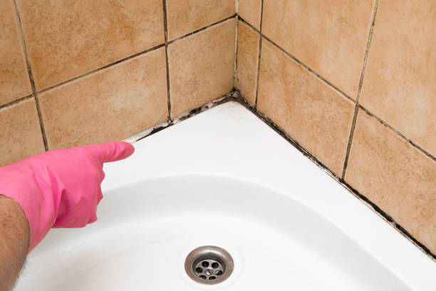 Best Best Mold Removal Companies  in Walcott, IA